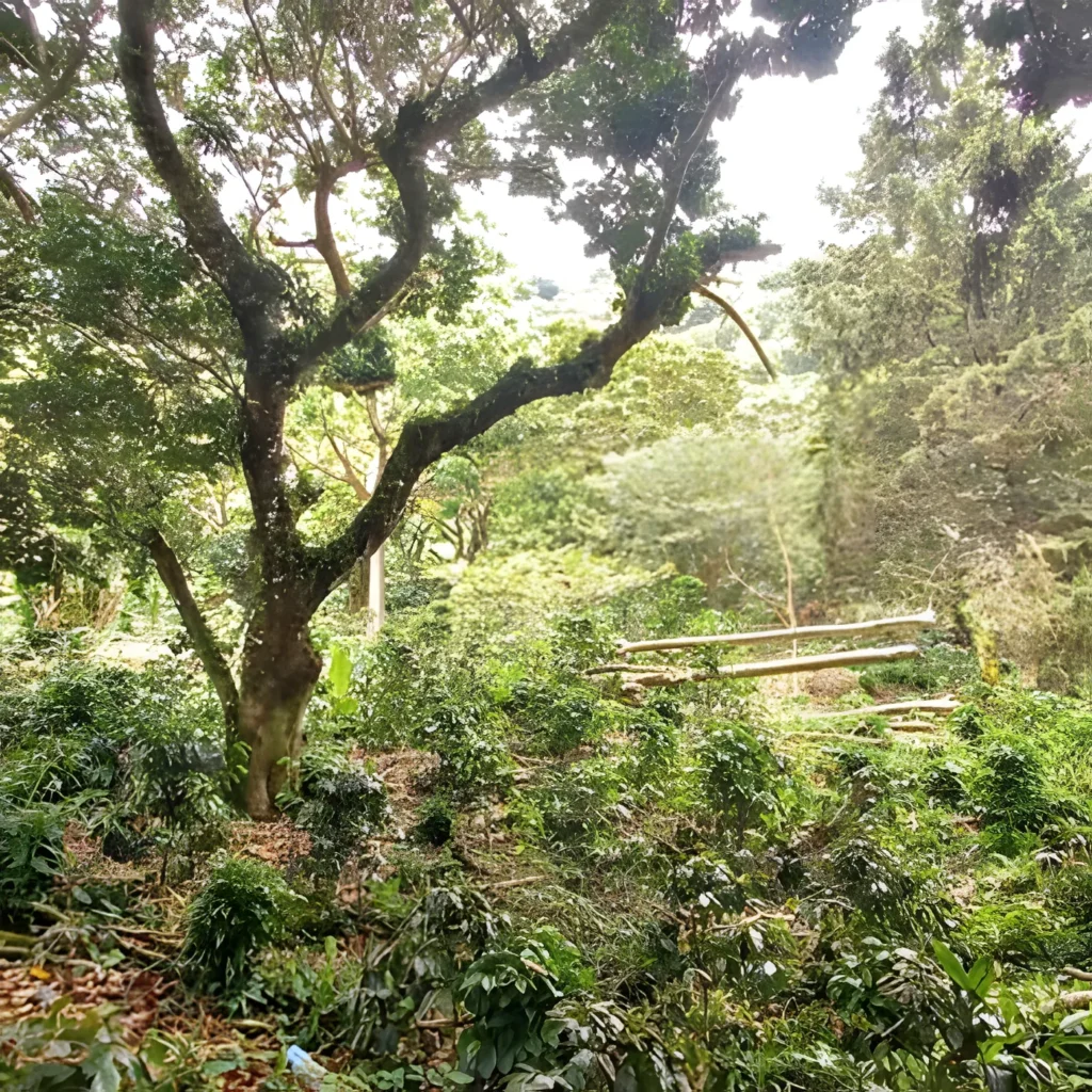 Venta finca rural ahuachapan 12