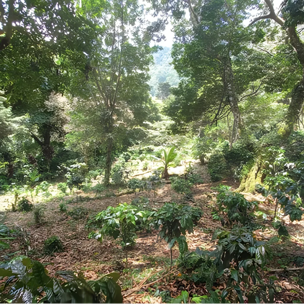Venta finca rural ahuachapan 16
