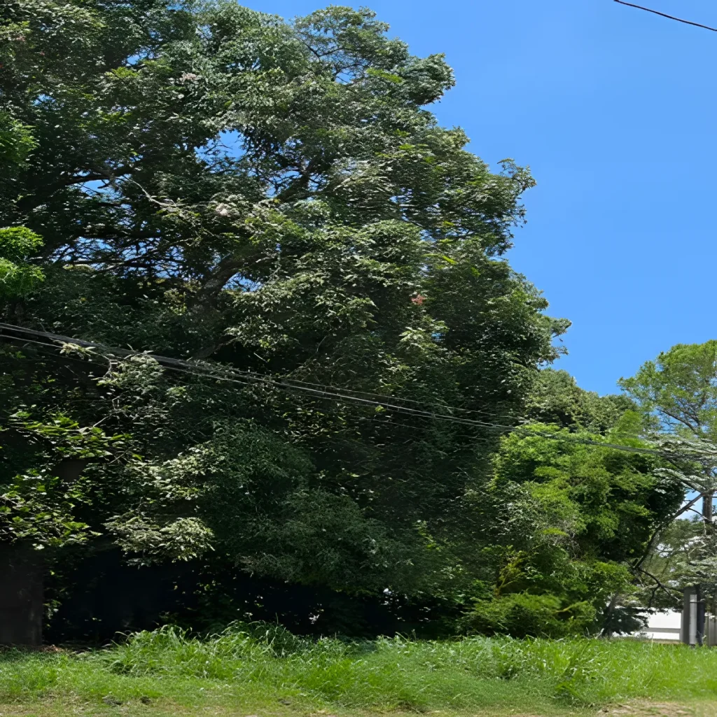 Venta finca rural caluco 13